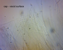 Hygrocybe striatolutea image