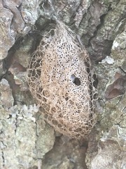 Acronyctodes mexicanaria