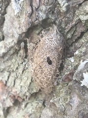 Acronyctodes mexicanaria