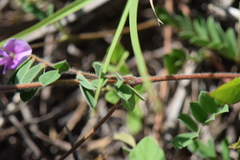 Tephrosia cinerea