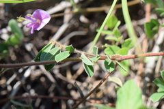 Tephrosia cinerea