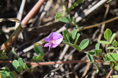 Tephrosia cinerea