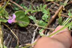 Tephrosia cinerea