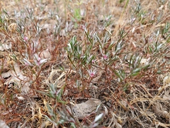 Polygonum bidwelliae