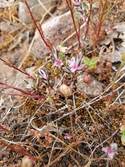 Polygonum bidwelliae