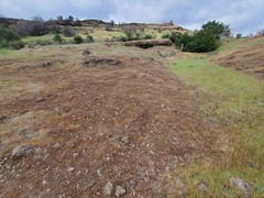 Polygonum bidwelliae