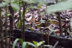 Drymodes superciliaris