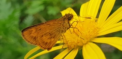 Oriens californica