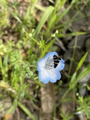 Adela trigrapha