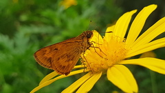 Oriens californica