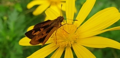 Oriens californica