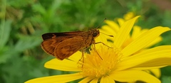 Oriens californica
