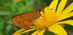 Oriens californica