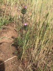 Leptosiphon ciliatus