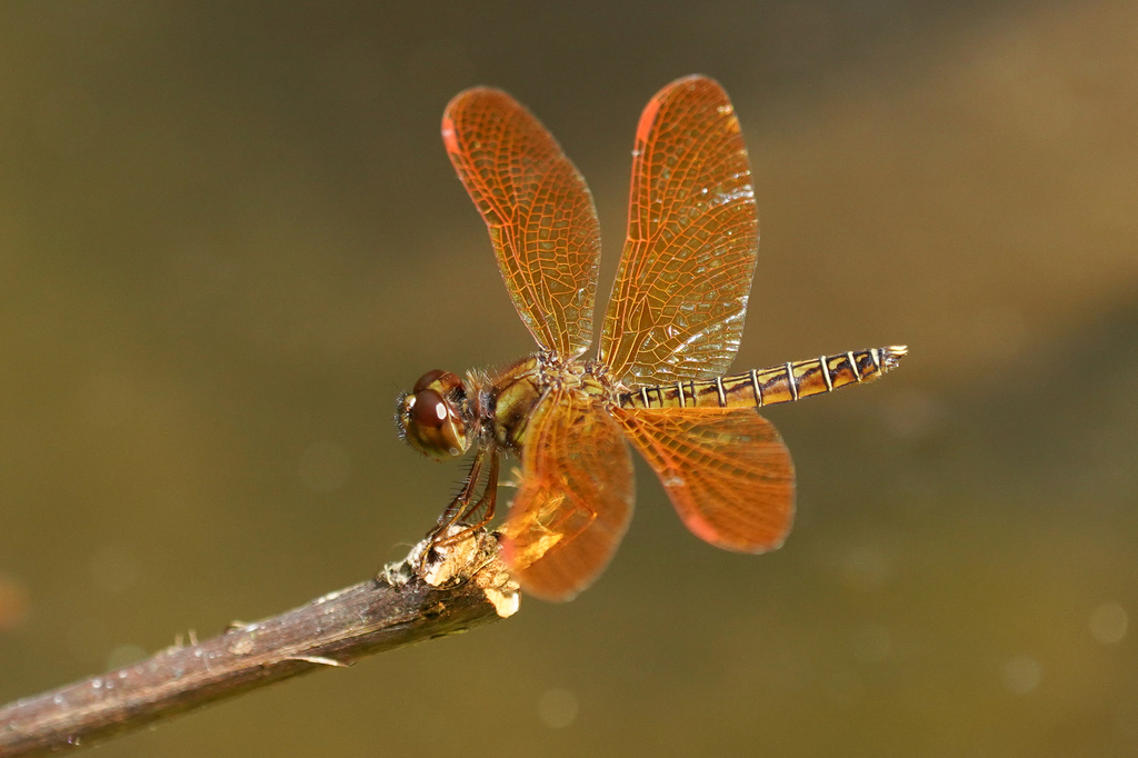 Eastern Amberwing