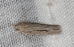 Phylomictis idiotricha