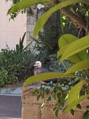 Streptopelia senegalensis