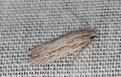 Phylomictis idiotricha