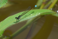 Ischnura capreolus