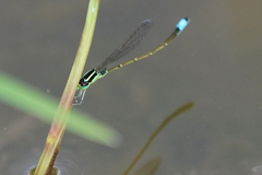 Ischnura capreolus