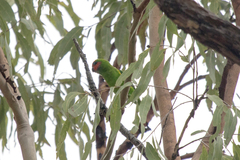 Cyclopsitta diophthalma marshalli