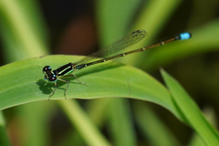 Ischnura capreolus