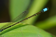 Ischnura capreolus