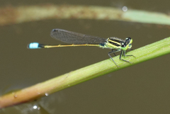 Ischnura capreolus