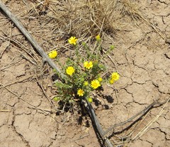Grindelia oxylepis