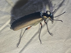 Lytta aenea