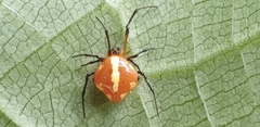 Chrysso trimaculata