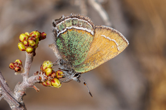 Callophrys mcfarlandi