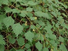 Boehmeria spicata
