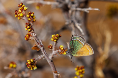Callophrys mcfarlandi