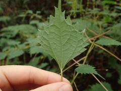 Boehmeria spicata