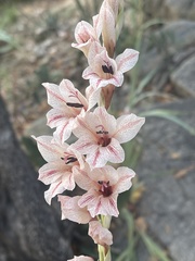 Gladiolus hollandii