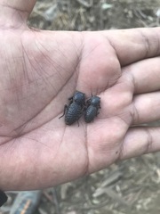 Zopherus laevicollis