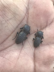 Zopherus laevicollis