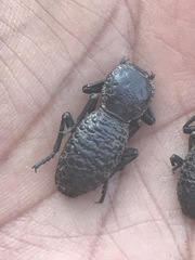 Zopherus laevicollis