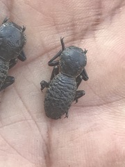 Zopherus laevicollis