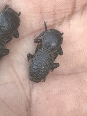 Zopherus laevicollis