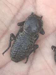 Zopherus laevicollis