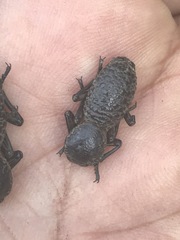 Zopherus laevicollis