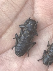 Zopherus laevicollis