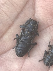 Zopherus laevicollis