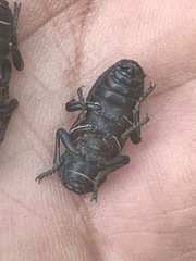 Zopherus laevicollis