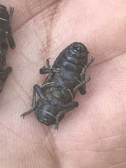 Zopherus laevicollis