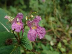 Impatiens textorii