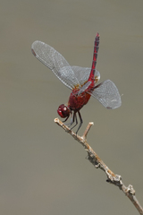 Red-faced Dragonlet - Photo (c) Cameron Eckert, some rights reserved (CC BY-NC), uploaded by Cameron Eckert