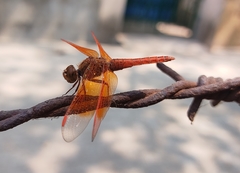 Brachythemis contaminata